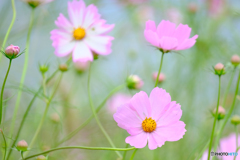 秋桜（１）