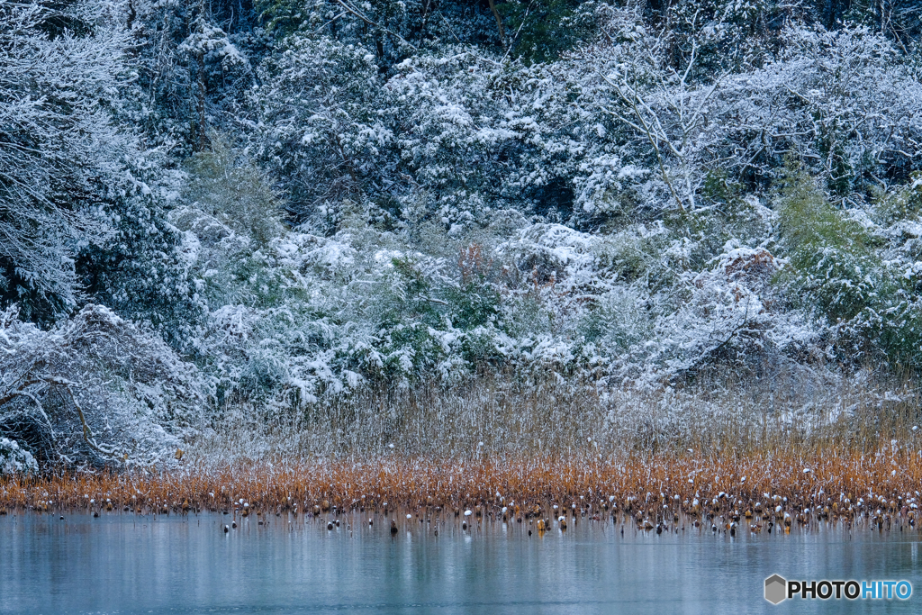 近所の池にて #3