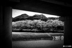 お散歩スナップ #40