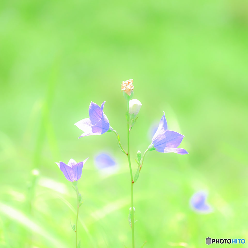 野の花（２）
