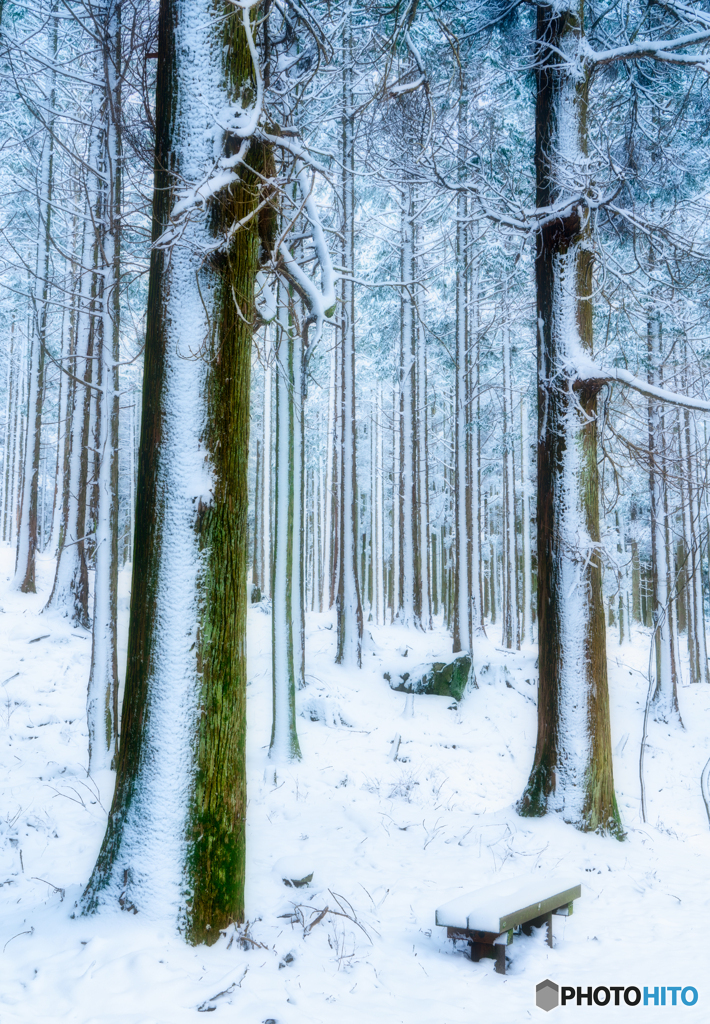 2020 冬 英彦山の森 #2