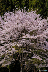 一本桜 #2