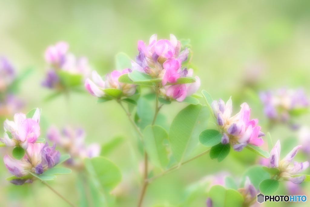 平尾台の草花（１）