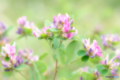平尾台の草花（１）