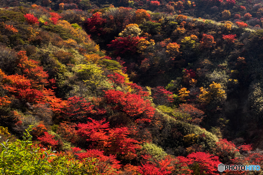 くじゅうの紅葉