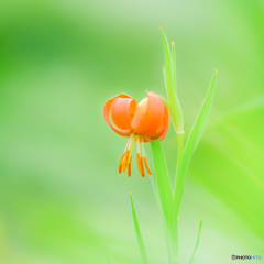 野の花（１１）