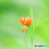 野の花（１１）