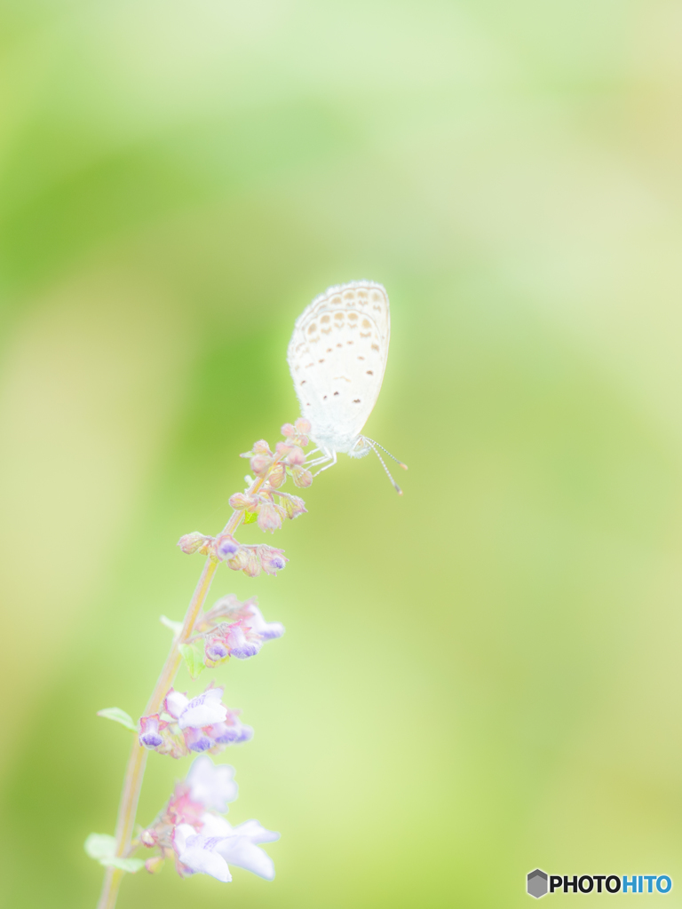 野の花とシジミちゃん（２）