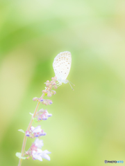 野の花とシジミちゃん（２）