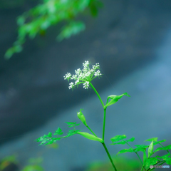 野の花（７）