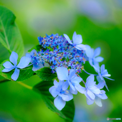 紫陽花