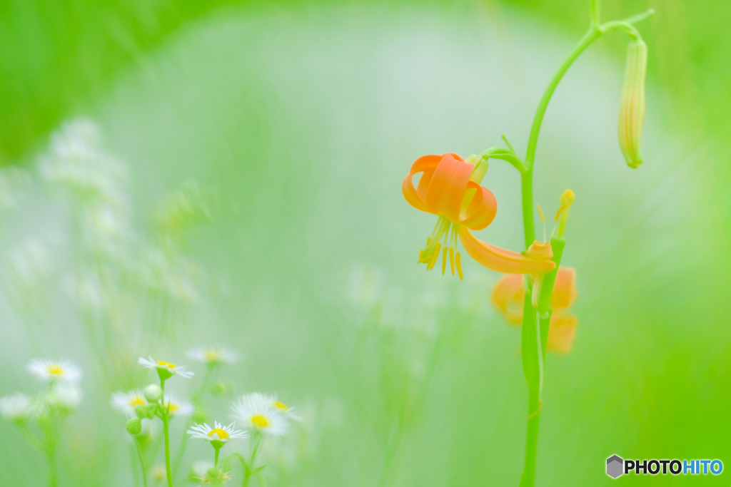 野の花（１０）