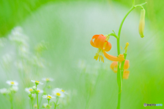 野の花（１０）
