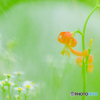 野の花（１０）