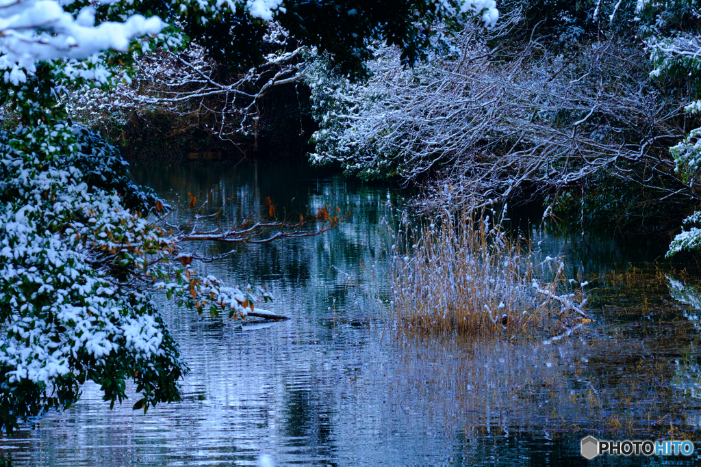 近所の池にて #6