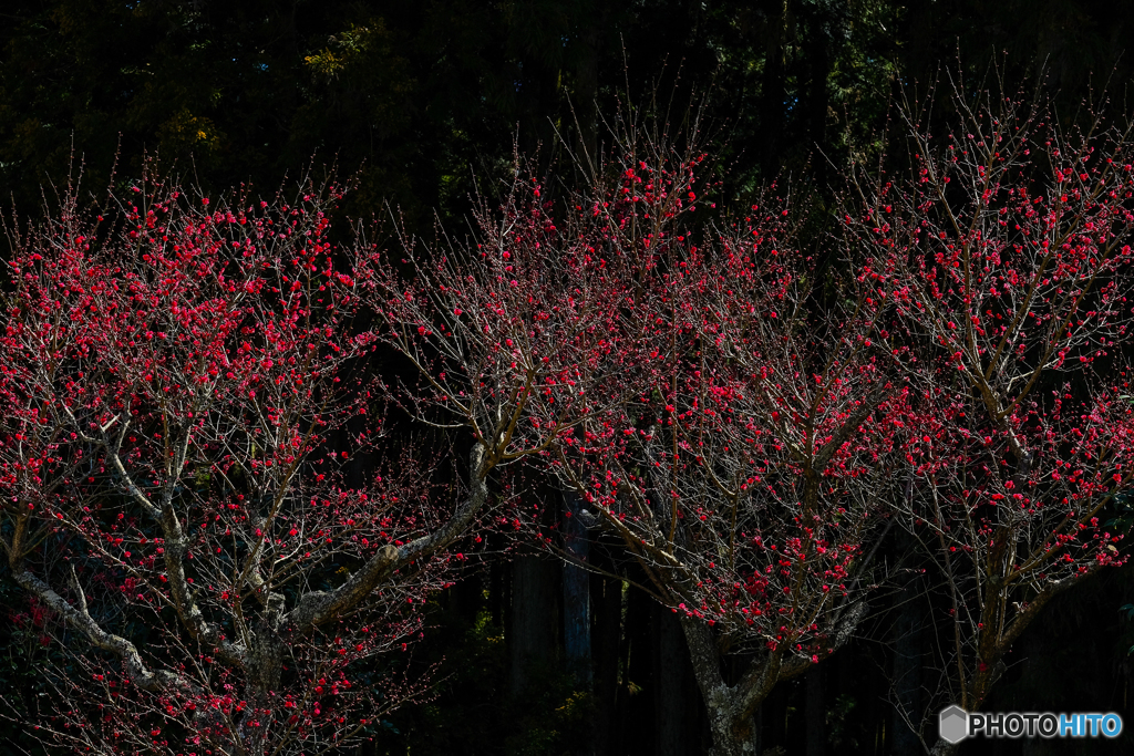 紅梅