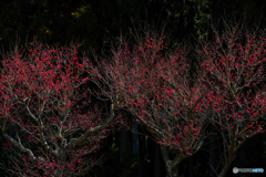 紅梅