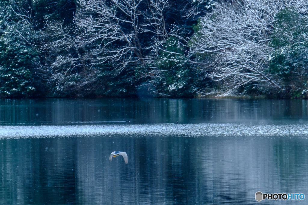 近所の池にて #4