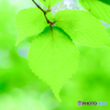 新緑の輝き（４）