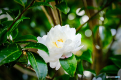 白い山茶花 #1
