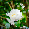 白い山茶花 #1