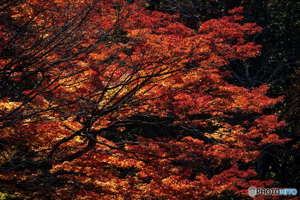 2019 秋 佐賀県御船山楽園 #10