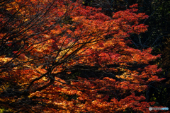 2019 秋 佐賀県御船山楽園 #10