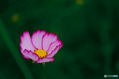 秋桜（５）