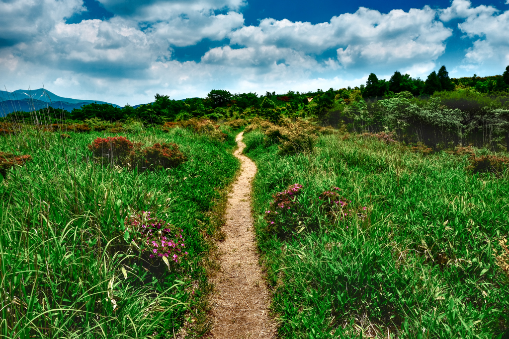 夏の登山道