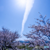 さくら散歩 #25