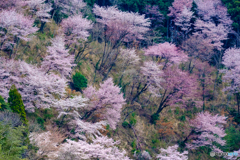 桜花爛漫