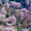 桜花爛漫