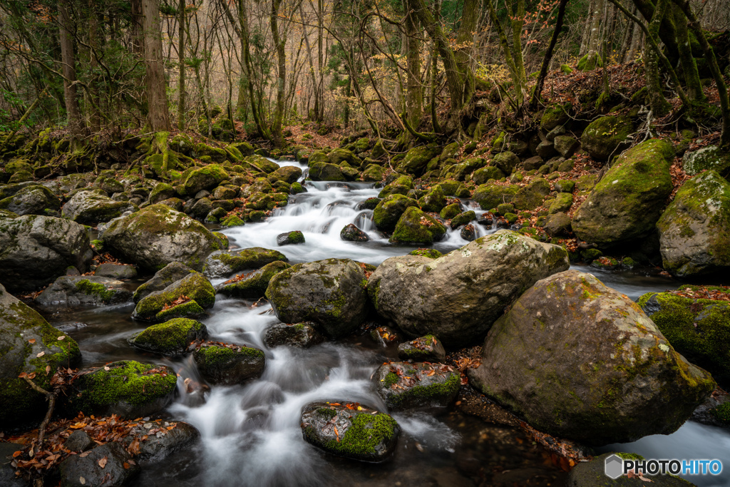 2019 秋 くじゅうの森 #1