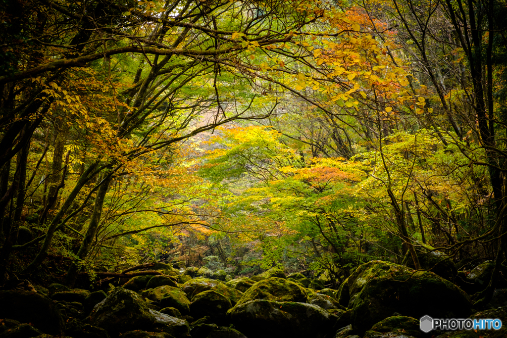 鳴子川峡谷