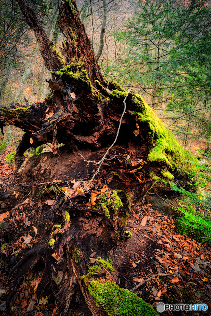 2019 秋 くじゅうの森 #9