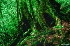 新緑の森（２）