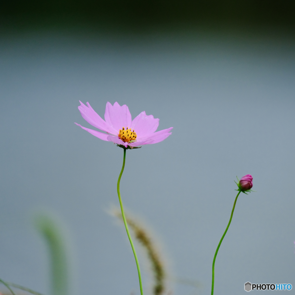 秋桜（３）