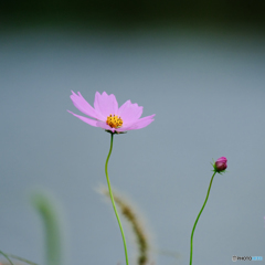 秋桜（３）