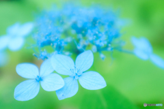紫陽花