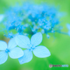 紫陽花