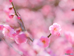 春色探し #1