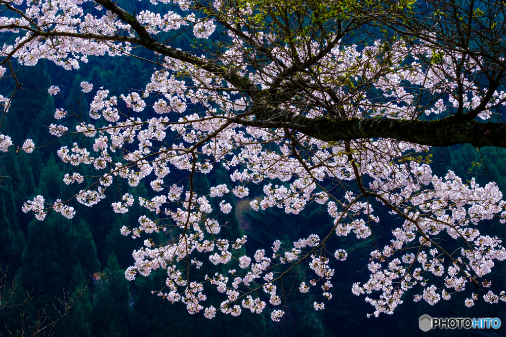 桜の輝き