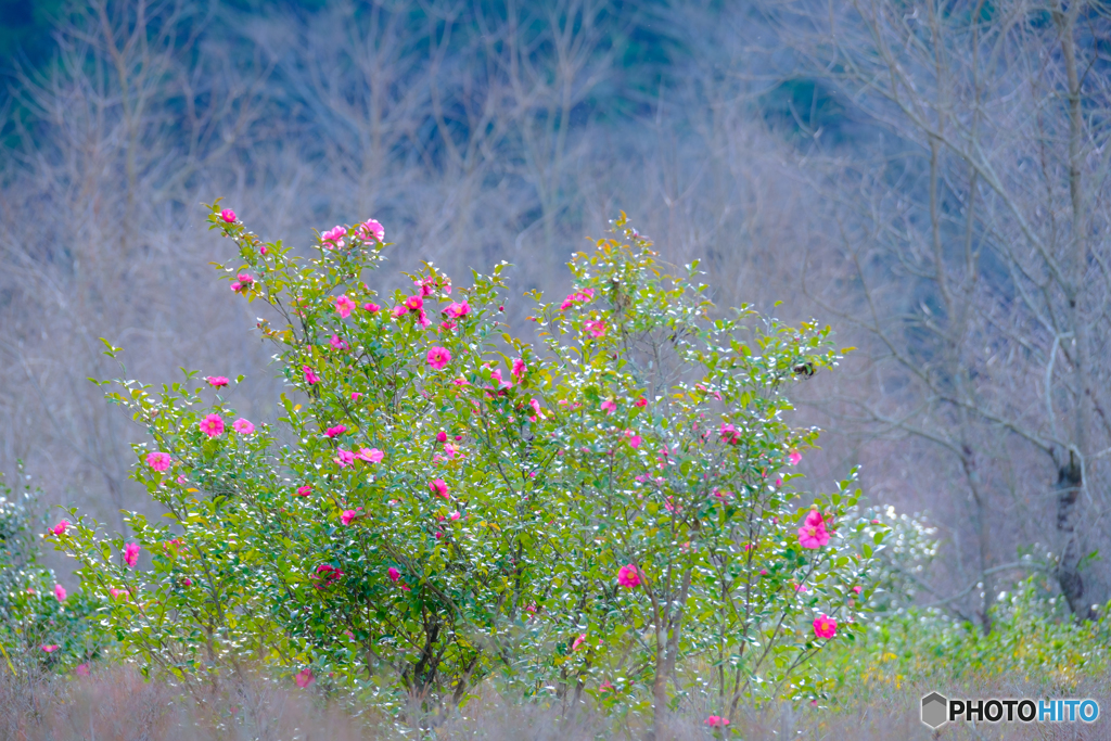 山茶花 #1