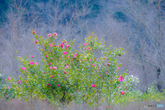 山茶花 #1