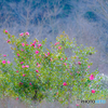 山茶花 #1