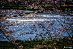 お散歩スナップ #41