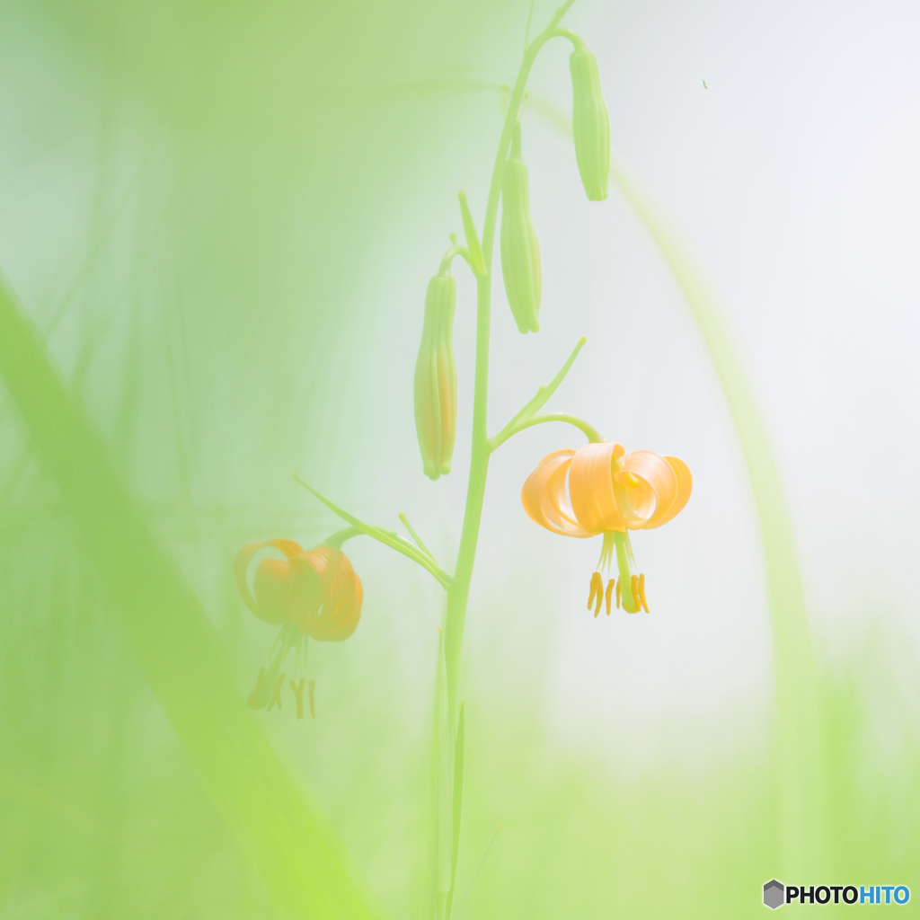 野の花（１）