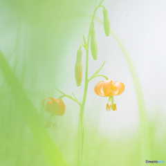 野の花（１）