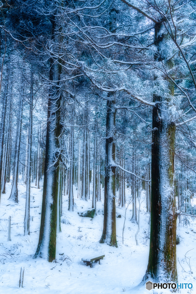 2020 冬 英彦山の森 #1