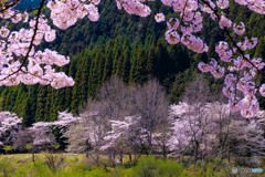 サクラ咲く